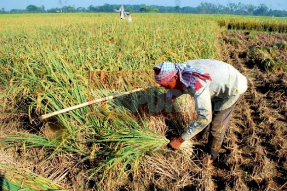 10th agricultural census begins, final report in 2018 10th agricultural census begins, final report in 2018